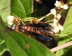 Polistes hirsuticornis