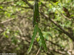 Pfeiffera ianthothele