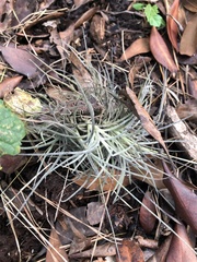Tillandsia recurvata image