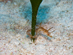 Amphelikturus dendriticus