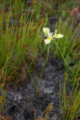 Moraea neglecta