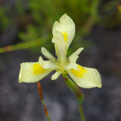 Moraea neglecta