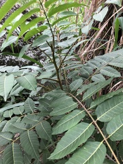 Cedrela fissilis