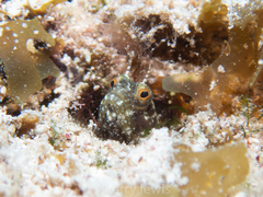 Emblemaria pandionis