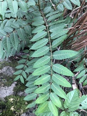 Cedrela fissilis