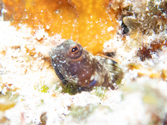 Emblemaria pandionis