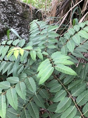 Cedrela fissilis