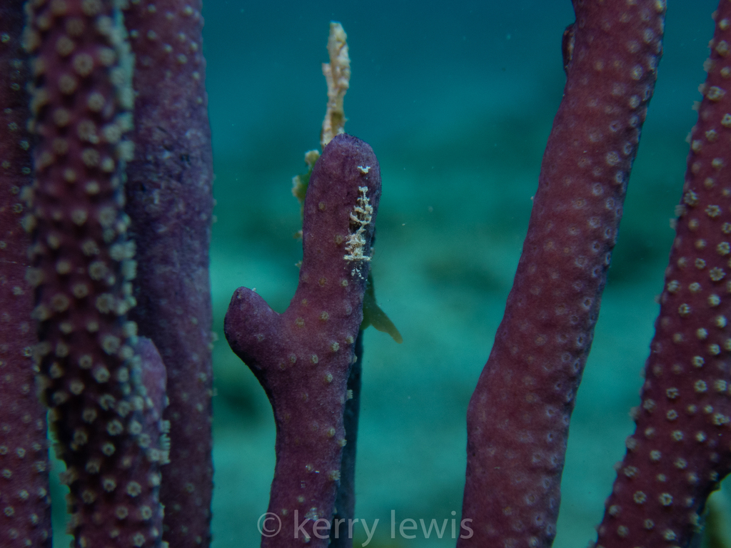 Nicholson's Shrimp