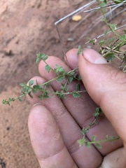Brickellia microphylla