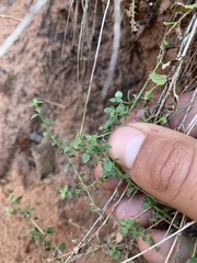 Brickellia microphylla