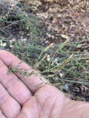 Brickellia microphylla