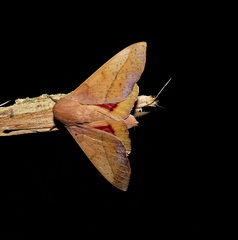 Syssphinx molina