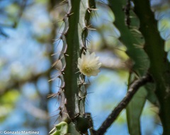 Pfeiffera ianthothele