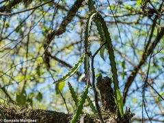 Pfeiffera ianthothele