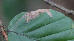 Stigmella hemargyrella