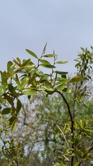 Phyllanthus sellowianus