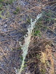 Aristida spiciformis