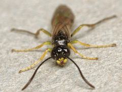Cephus pygmeus