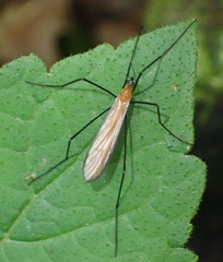 Dicranoptycha stuckenbergi