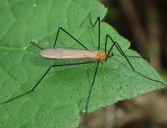 Dicranoptycha stuckenbergi