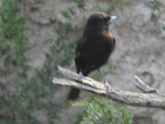 Knipolegus aterrimus