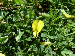 Crotalaria excisa