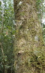 Angraecum conchiferum
