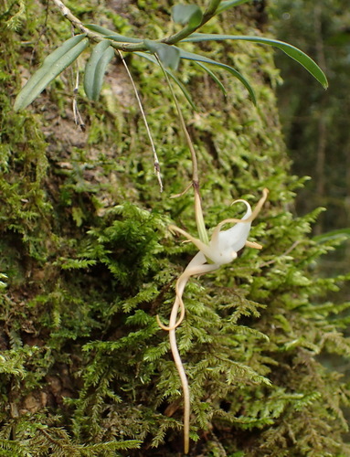 Image of Angraecum conchiferum by (c) Nicola van Berkel, some rights reserved (CC BY-SA)
