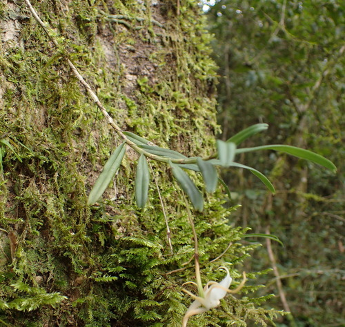 Image of Angraecum conchiferum by (c) Nicola van Berkel, some rights reserved (CC BY-SA)