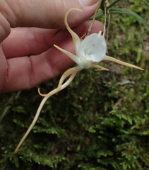 Angraecum conchiferum