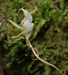Angraecum conchiferum