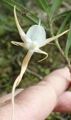 Angraecum conchiferum