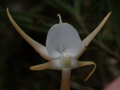 Angraecum conchiferum