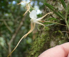 Angraecum conchiferum