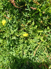 Crotalaria excisa