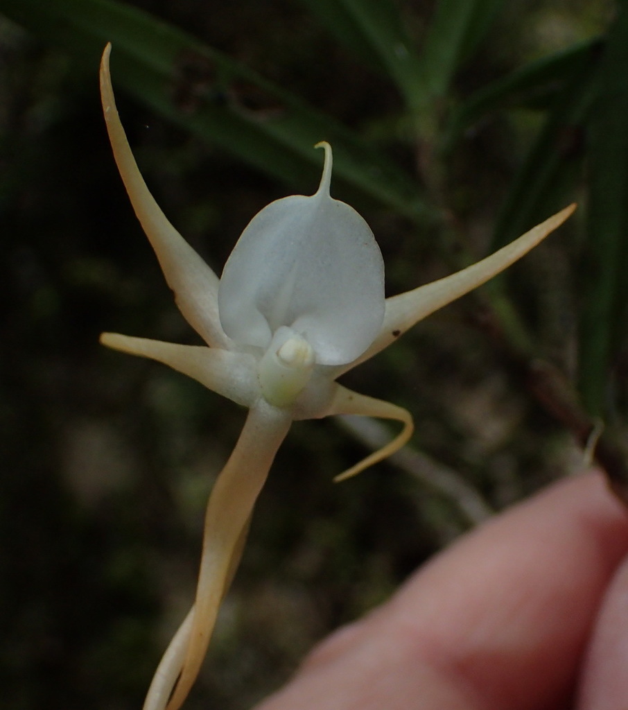 Angraecum conchiferum