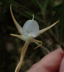 Angraecum conchiferum