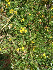 Crotalaria excisa