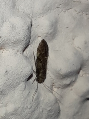 Myopsocidae