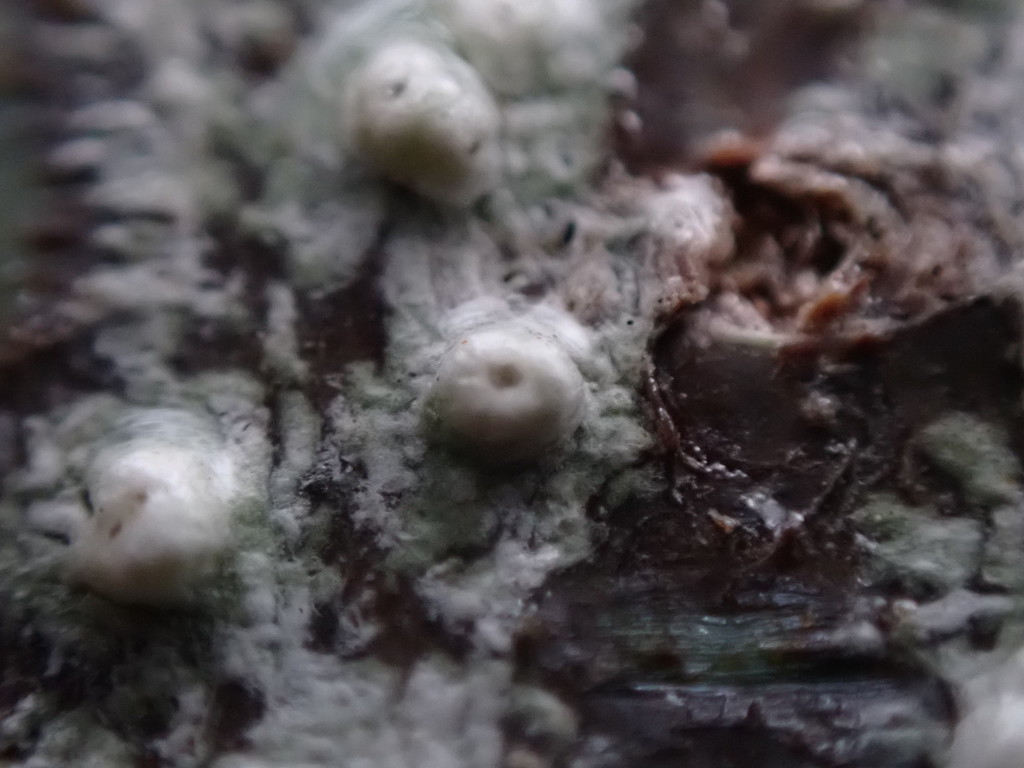 Pertusaria sommerfeltii