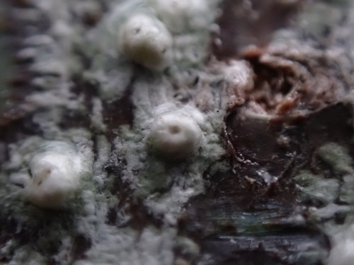 Pertusaria sommerfeltii