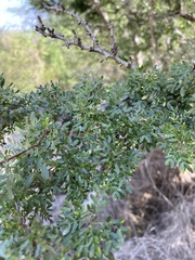 Vachellia rigidula
