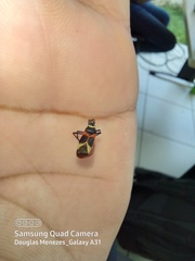 Craspeduchus variegatus