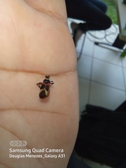 Craspeduchus variegatus