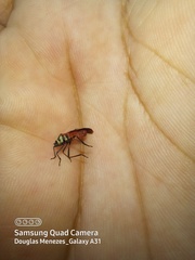 Craspeduchus variegatus