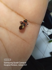 Craspeduchus variegatus