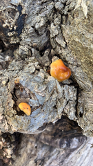 Flammulina velutipes