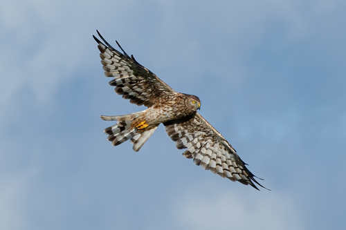 Hen Harrier