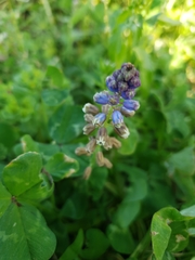 Bellevalia dubia boissieri