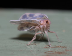 Borysthenes emarginatus